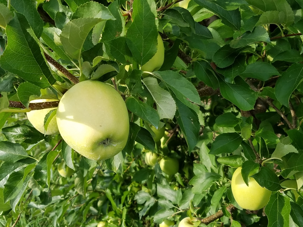 Photo of apples close up