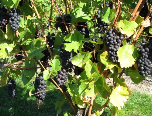 History of Michigan Winemaking