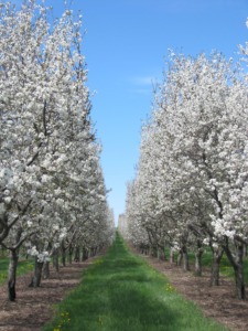 Photo between to rows of blossoming cherry trees